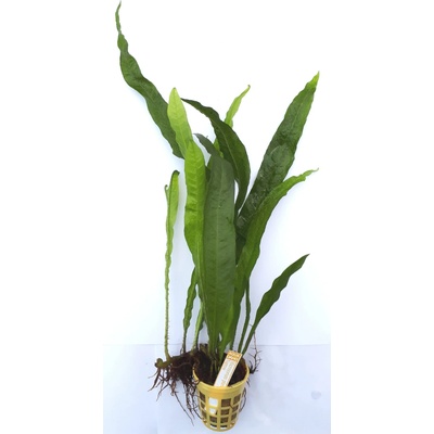 Microsorium pteropus Narrow 6 ks