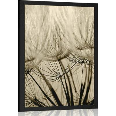 Plakát pampelišková semena v sépiovém provedení - 20x30 silver