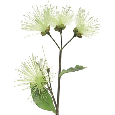Olověnec - Plumbago 'Spider' vyběr zelený V56 cm