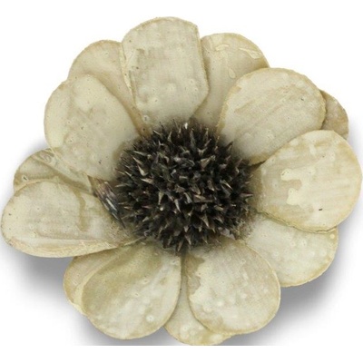 Palm Bellly 6 cm frosted white wash