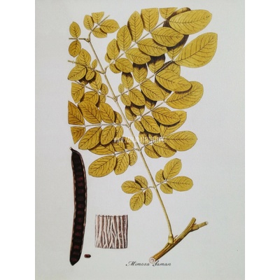 Tisk na uměleckém papíru Mimosa 28 cm x 35 cm
