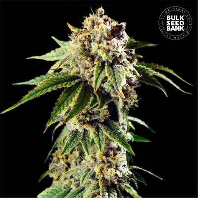 Bulk Seed Bank AUTO Dosidos Rocketos semena neobsahují THC 10 ks