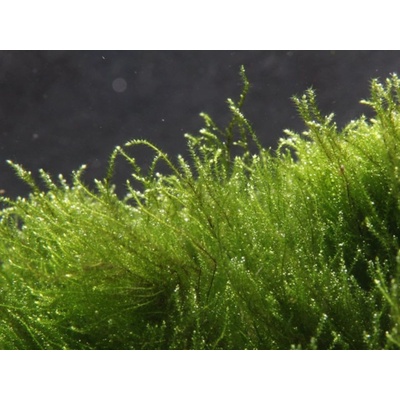 Amblystegium serpens