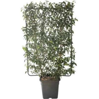 Bobkovišeň portugalská na špalíru FloraSelf Prunus lusitanica výška 120 cm x šířka 80 cm květináč 30 l