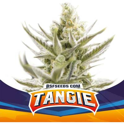 BSF Seeds Tangie XXL AUTO semena neobsahují THC 4 ks