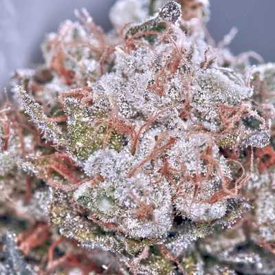 Ministry of Cannabis Zensation Gold semienka neobsahujú THC 2 ks