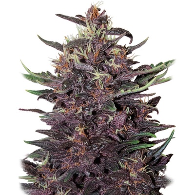 Buddha Seeds Buddha Purple Kush Auto semena neobsahuji THC 10 ks