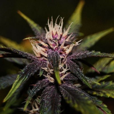 Élite Seeds Purplediol Auto CBD semienka neobsahujú THC 50 ks