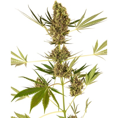 Sensi Seeds Alpine Delight CBD Automatic semienka neobsahujú THC 5 ks