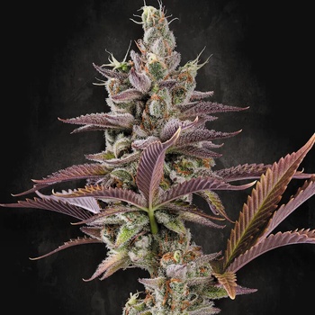 Paradise Seeds Apricot Candy semena neobsahují THC 5 ks