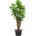 Ficus lyrata Multi stem 50x200 cm