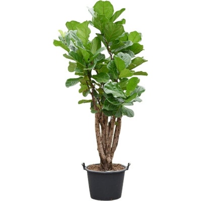 Ficus lyrata Multi stem 50x200 cm