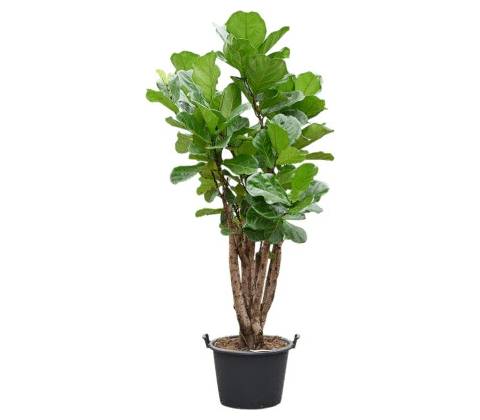 Ficus lyrata Multi stem 50x200 cm