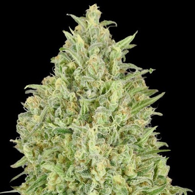 Advanced Seeds Auto Pineapple Glue semienka neobsahujú THC 1 ks