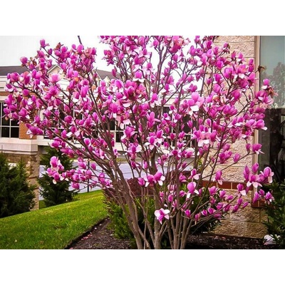 Magnólia hybridná Susan, výška 70-100 cm, kvetináč 9 l