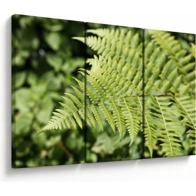 Obraz - Kapradinový list, třídílný 120x80 cm – Hledejceny.cz