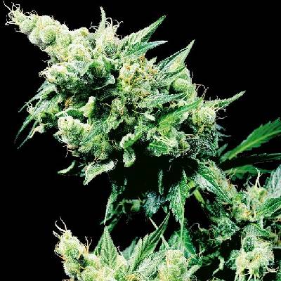 Sensi Seeds Hash Plant regular semena neobsahují THC 10 ks