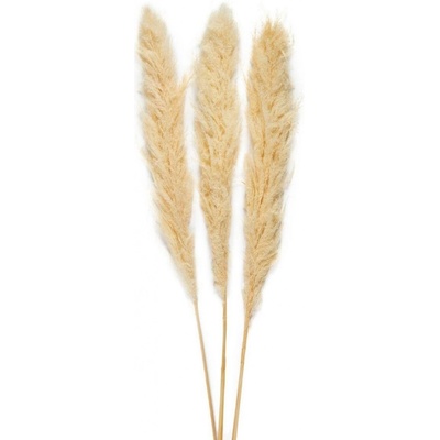Dekorativní sušené květy Andrea House Pampas 115 cm, 3 ks 145 g | přírodní AX70131