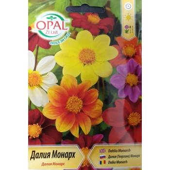 Opal Zi Далия (Гергина) Монарх Dahlia Monarch