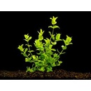 Bacopa amplexicaulis