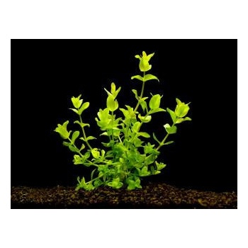 Bacopa amplexicaulis
