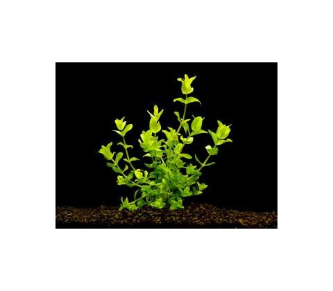 Bacopa amplexicaulis