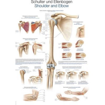 Anatomický plagát Erler Zimmer - Rameno a lakeť 50 x 70 cm | DE, EN