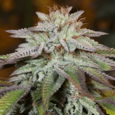 Silent Seeds L.A. Vanilla Cake Auto semienka neobsahujú THC 10 ks