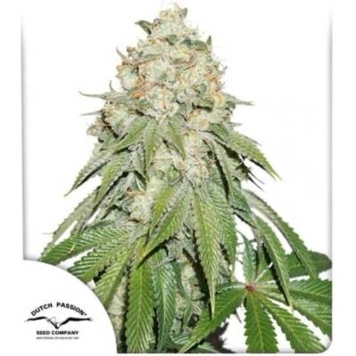 Dutch Passion Banana Blaze semena neobsahují THC 10 ks