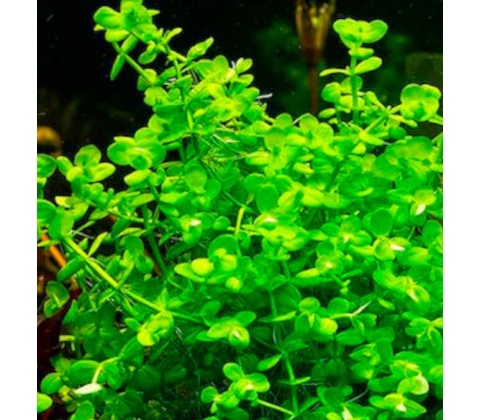 Bacopa australis
