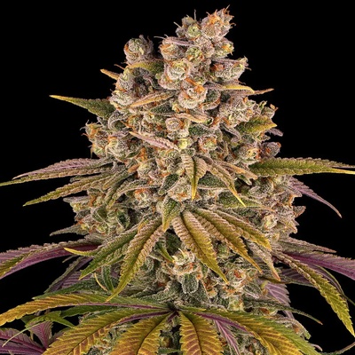 Barney's Farm Lemon Tree semena neobsahují THC 5 ks
