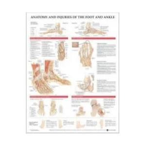 Anatomy and Injuries of the Foot and Ankle | Acc, Anatomical Chart Company, Anatomical Chart Company (2004)