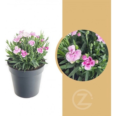 Karafiát, Dianthus Pink Kisses, růžová, průměr květináče 10 - 12 cm