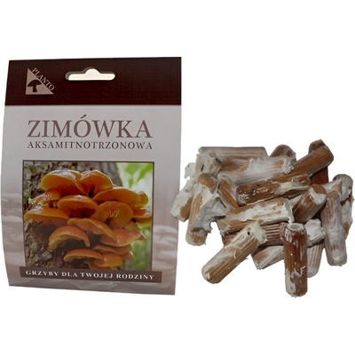 PLANTO Penízovka sametonohá (Flammulina velutipes) 20 ks - podhoubí na kolících PO-PES-20KS