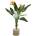 Strelitzia bush 100cm