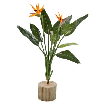 Strelitzia bush 100cm