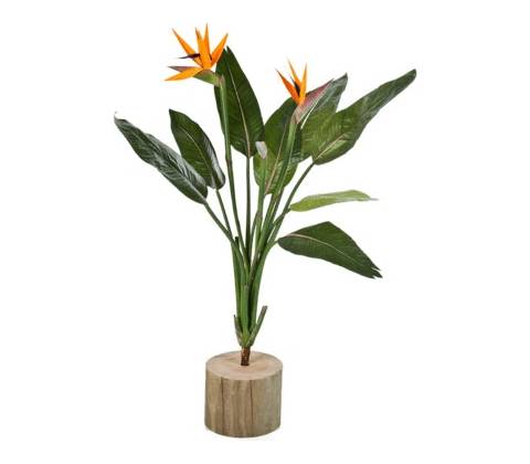 Strelitzia bush 100cm