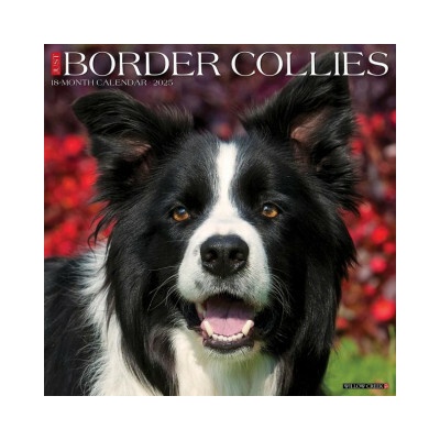 Border Collies 12 X 12 Wall 2026