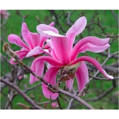 Magnolia loebneri 'Leonard Messel' 40-60 C4L