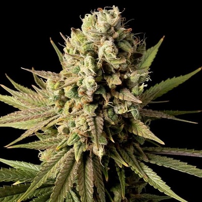Seedsman Gorilla Gas F1 Fast semienka neobsahujú THC 1 ks