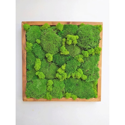 Machový obraz- kopčekový mach 55cm x 55cm