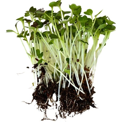 Microgreens PAK CHOI červený na microgreens 50 g