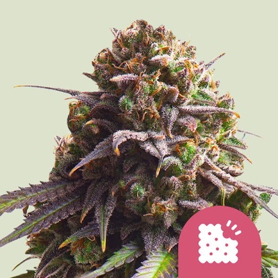 Royal Queen Seeds Biscotti semienka neobsahujú THC 25 ks