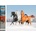 Norimpex - Puzzle Diamond Painting Konské trio 30x40cm - 1 - 39 piese