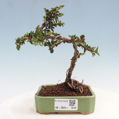 e-bonsai Venkovní bonsai - Cotoneaster horizontalis - Skalník