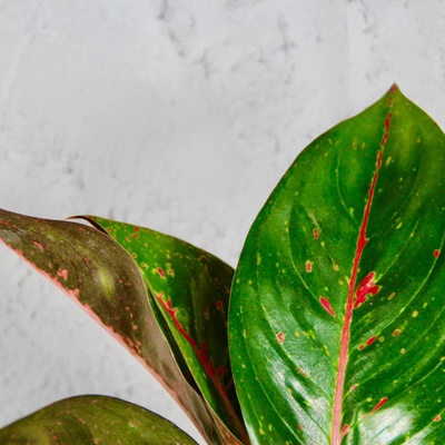 Aglaonema Red Dragon