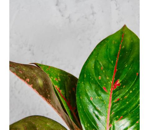 Aglaonema Red Dragon