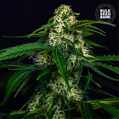 Bulk Seed Bank Auto Watermelon Jam semienka neobsahujú THC 5 ks