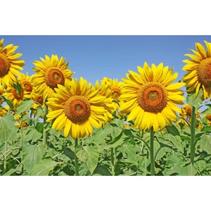 DIMEX ART Флизелинов фототапет слънчогледово поле 375 x 250 см