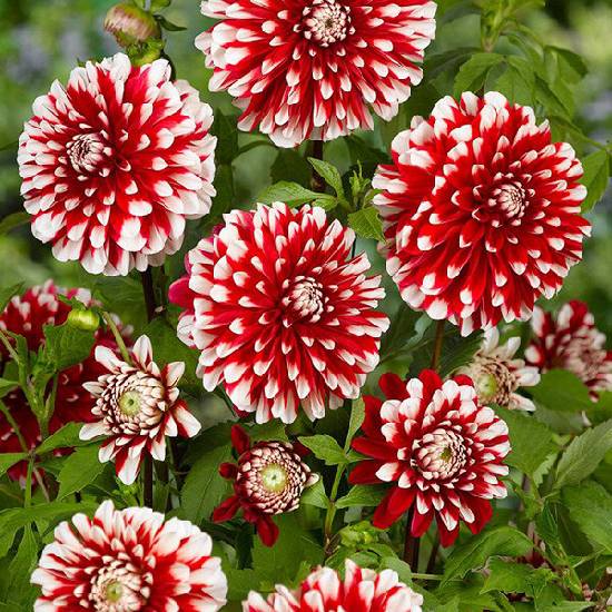 Poni Veni® Dahlia 'Little Tiger' - dália K1L od 6,75 € - Heureka.sk